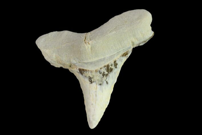 Fossil Shark (Cretoxyrhina) Tooth - Kansas #134842